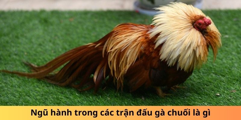 Ngũ hành trong các trận đấu gà chuối là gì